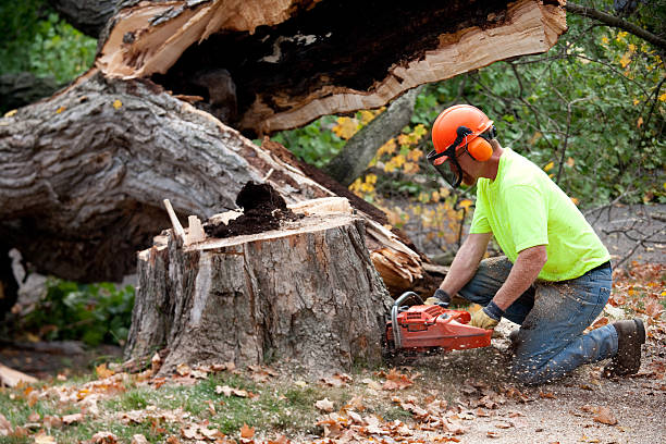 Best Emergency Tree Service  in Cayce, SC